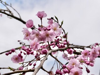 pink cherry blossom