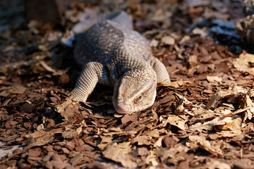 A large lizard is resting lying on the foliage of the forest floor