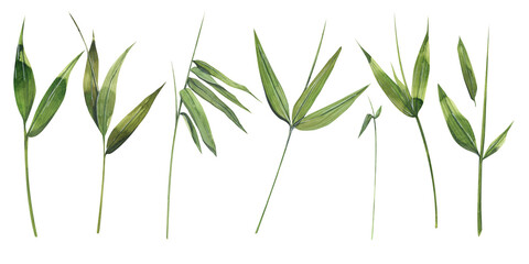 Watercolor illustration of a set of bamboo parts. The leaves and twigs are green. For the design of banners, postcards, posters, for advertising and business. For an encyclopedia or labels.