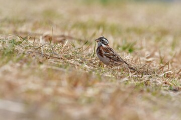 早春の公園で見られる冬鳥のカシラダカ