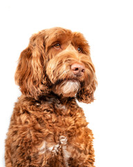 Isolated fluffy dog looking to the right. Three quarter view of medium to large dog. Serious, sad or longing dog expression. Brown or apricote female labradoodle dog. Selective focus on nose.