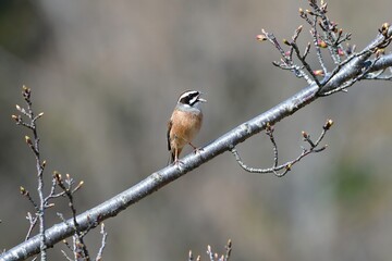 早春の草原でさえずる身近な小鳥ホオジロ