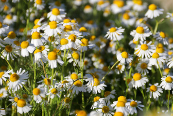 Chamomile flower field. Camomile in the nature. Field of camomiles at sunny day at nature. Camomile daisy flowers in summer day. Chamomile flowers field wide background in sun light