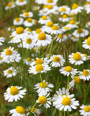 Chamomile flower field. Camomile in the nature. Field of camomiles at sunny day at nature. Camomile daisy flowers in summer day. Chamomile flowers field wide background in sun light