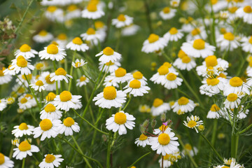 Chamomile flower field. Camomile in the nature. Field of camomiles at sunny day at nature. Camomile daisy flowers in summer day. Chamomile flowers field wide background in sun light