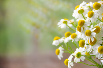 Chamomile flower field. Camomile in the nature. Field of camomiles at sunny day at nature. Camomile daisy flowers in summer day. Chamomile flowers field wide background in sun light
