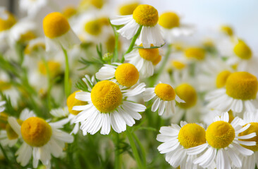 Chamomile flower field. Camomile in the nature. Field of camomiles at sunny day at nature. Camomile daisy flowers in summer day. Chamomile flowers field wide background in sun light