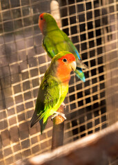 Green-red caged parrots. Agapornis roseicollis Viellot, Psittacidae
