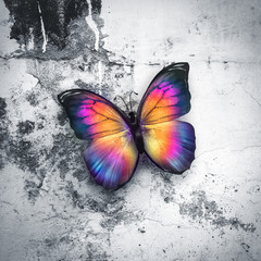 Fototapeta na wymiar Beautiful Butterfly On Wall
