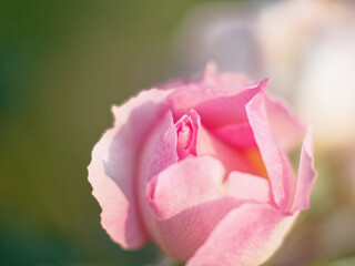 Rose blossom pink