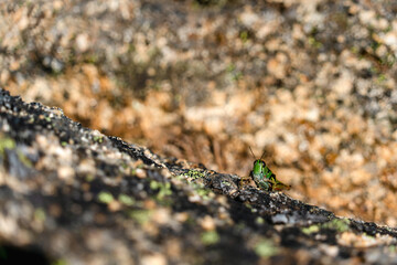 bug on the rock