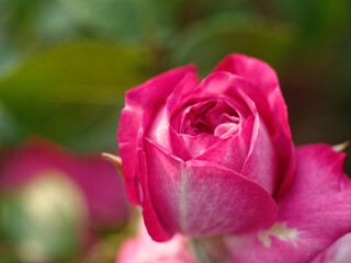 Rose blossom pink