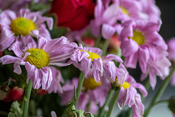 Obraz premium Withering flowers in red violet and lavender tones show fragility of life and momentariness of human being with dying flowers with hanging petals in macro close-up view in rotten flower vase