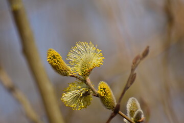 Fototapeta premium Flowering salix salicaceae against a blurred background