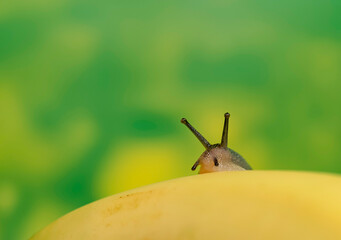 a cute snail probe its head and antenna behind a banana in green and yellow dreamy background