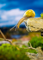 a cute snail looks down from a cliff