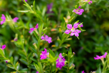 pink flowers in the garden