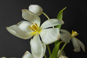 Beautiful white tulips on the black background. Ikebana arrangement, eco trends. For easter decoration at home.
