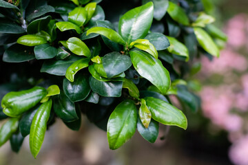 close up of green leaves
