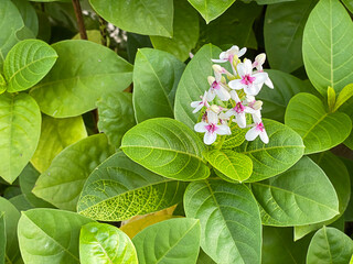 White flower in garden, tiny flower, Tropical garden in Thailand