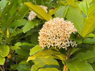 White Ixora flower in garden with copy space for background.