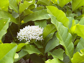 White Ixora flower in garden with copy space for background.