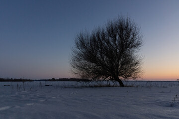 Lonely Tree at Sunset in a Winter Landscape.