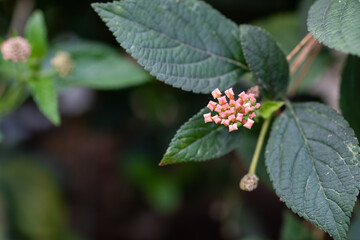 An unknown flower blooming in the garden