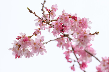 春爛漫。ピンク色の枝垂れ桜が風に揺れる。