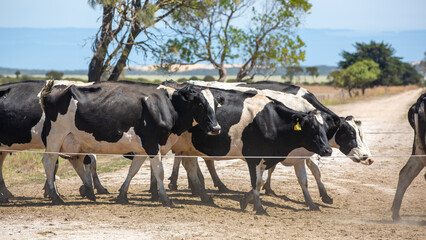 Holstein dairy cows being herded on a farm in the south east South Australia on February 19th 2022