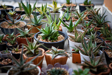 planting pot of  hybrid aloe species in planting pot