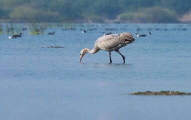 Common crane at river. Eurasian crane. Grus grus.