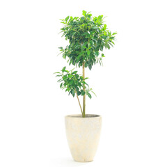 観葉植物、フィカス・ナナの鉢植え【白背景】