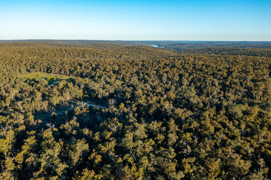 view over native forest at Wellington National Park