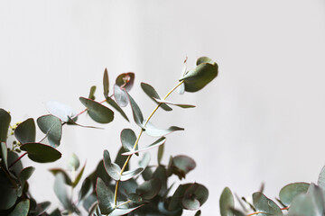 Close up shot of wattle leaves