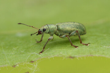 Phyllobius argentatus is a golden green weevil