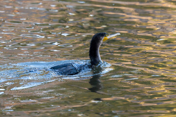 A commorant  is swimming on the pond.