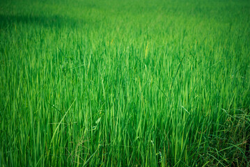 Nature of rice field on rice paddy