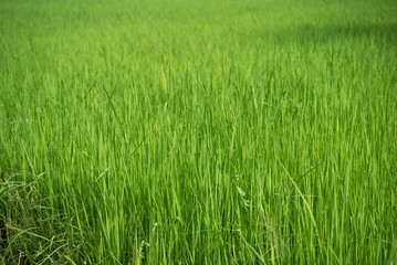 Nature of rice field on rice paddy