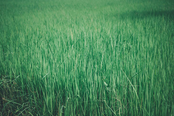 Nature of rice field on rice paddy