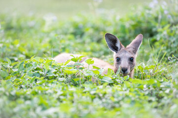 Horizontal shot of a kangaroo hiding on the green plants