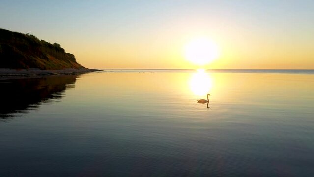 Close-up, tracking shooting of a swan on a sunny path, against the rising sun from the sea. Beautiful sea sunrise near the coast of the village of Krapets, Bulgaria. 4K