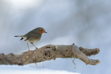 bird, robin, natur, wild lebende tiere, tier, winter, wild, ast, schnee, 