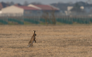 tier, wild lebende tiere, natur, deer, säugetier,
