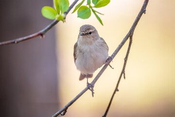 Common chiffchaff, lat. phylloscopus collybita, sitting on branch of bush in spring and looking for food