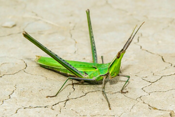 grasshopper on the ground