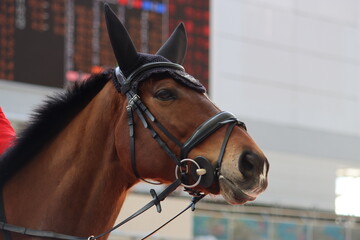 Fototapeta premium 誘導馬