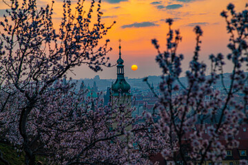 Blooming sakura gardens at sunrise in Prague.