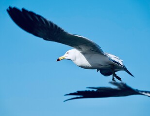 seagull in flight