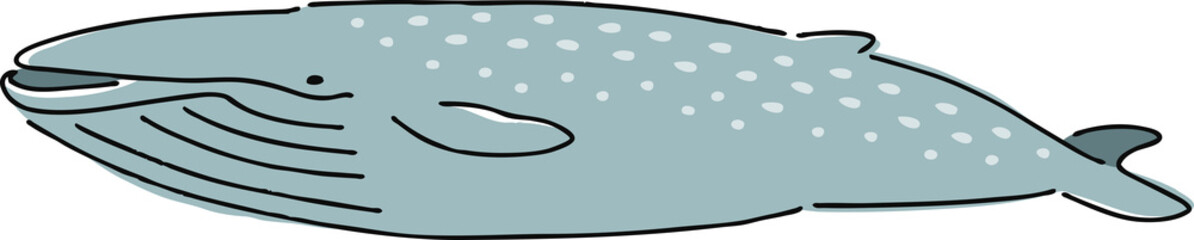 手描き風のシロナガスクジラのイラスト